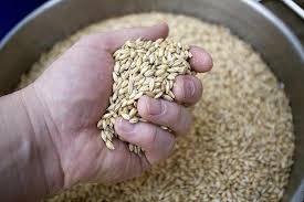 Barley Malt